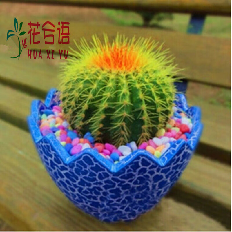 多肉植物盆栽 仙人球 仙人掌 办公桌面迷你绿植 花卉盆景  含盆含土