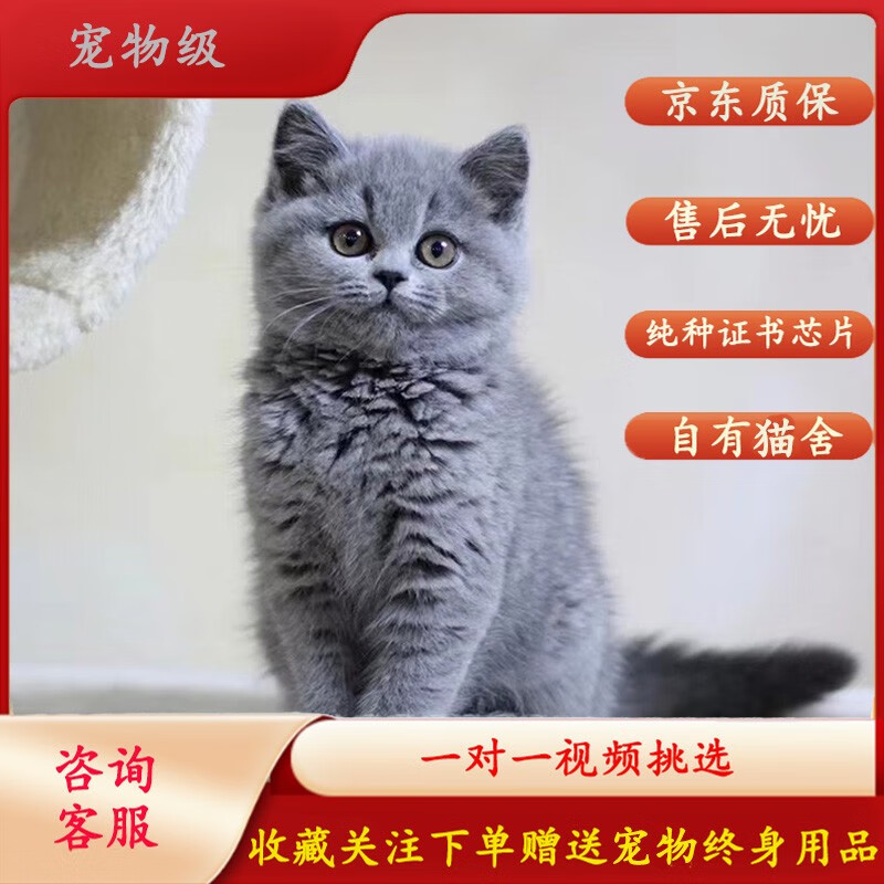 MZPLOI 纯种英短蓝猫小猫咪活体英国短毛猫宠物活体贵族蓝猫宠物猫幼猫 宠物级使用感如何?