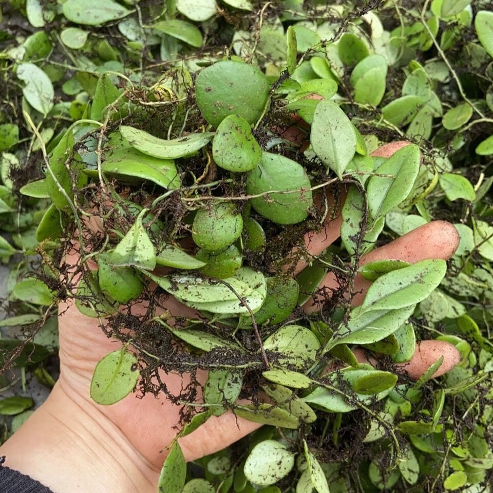 伟博广西抱石莲鱼鳖草石瓜子 瓜子草新鲜采摘产地 1000g