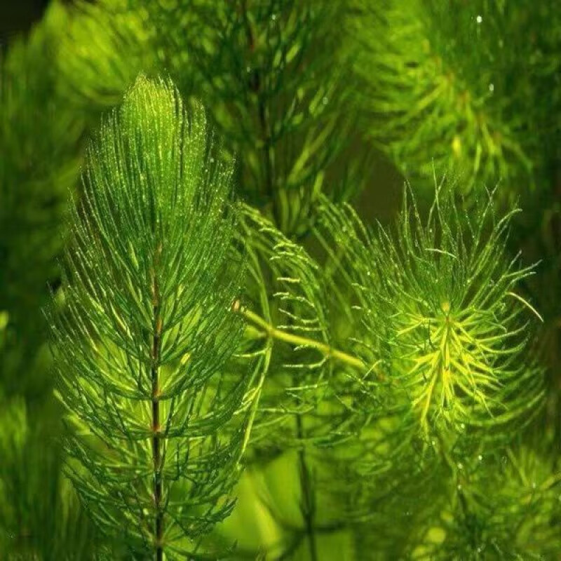 墨一金鱼藻鱼缸造景真水草懒人增氧无需水草泥耐养好活 金鱼藻1根