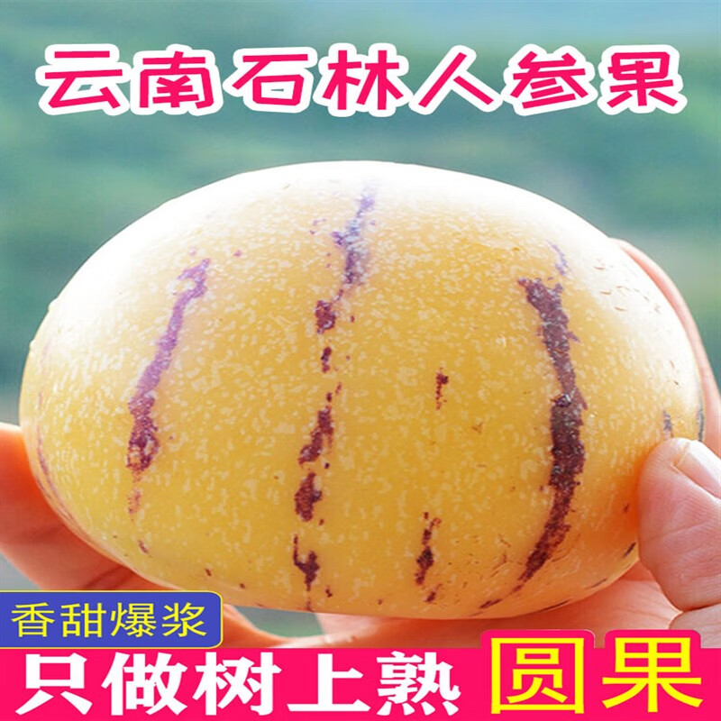 媚调 云南圆果熟果黄果5斤大果精品当季现摘新鲜水果人生果 3斤 中果