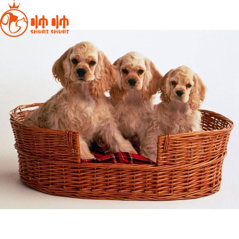 帅帅名宠纯黑色可卡犬活物活的小型黑色黄色犬活体北京实体 宠物级