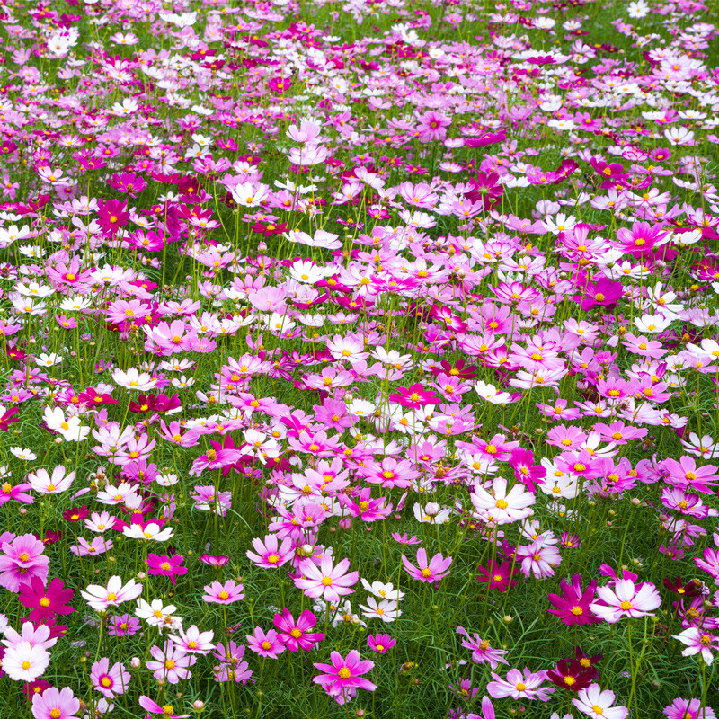 萌蕴(mengyun)波斯菊花种七彩四季开花易活花籽庭院室外野花种孑 萌蕴