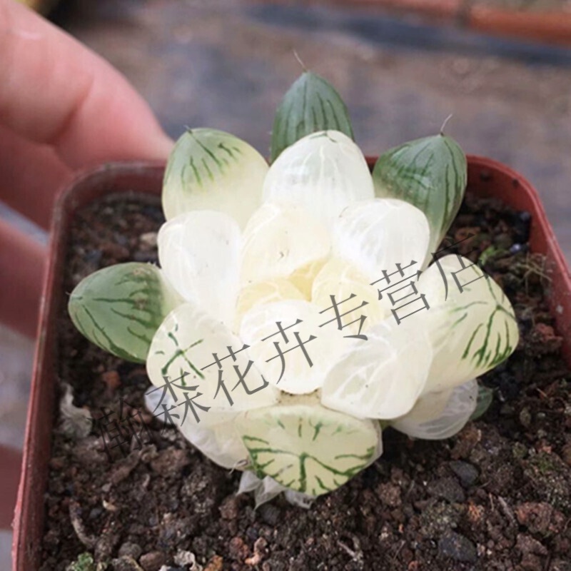 素蜜琥珀玉露多肉植物肉肉稀有罕见绿植室内花卉 简易塑料盆 4到5厘米