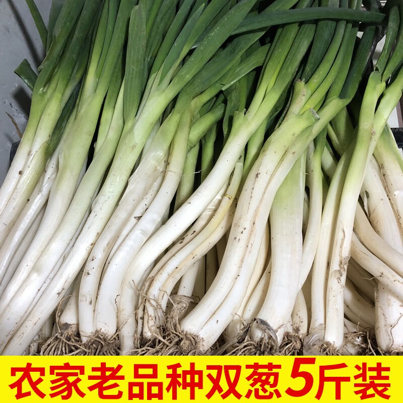 zxc农家分葱香葱5斤 现挖新鲜双胞胎葱露天老品种对子葱甜葱嫩葱
