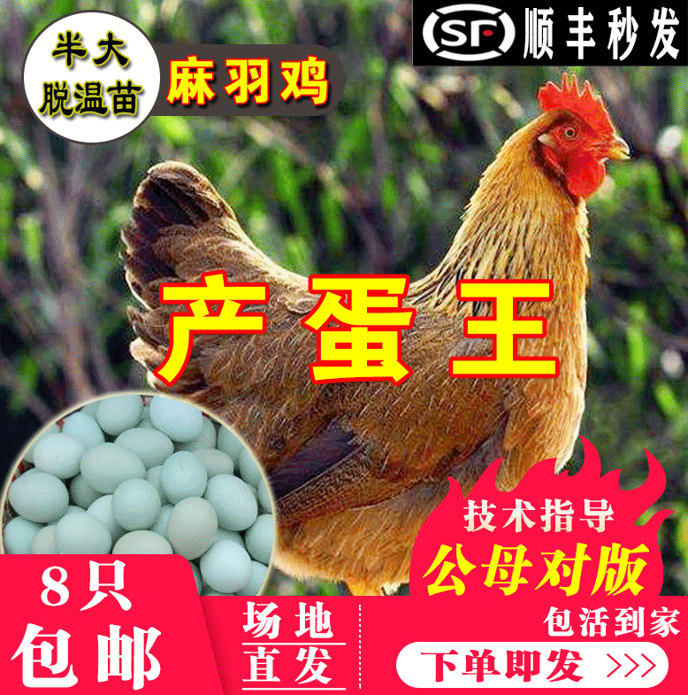 高产麻羽绿壳蛋鸡活体活苗绿壳蛋鸡苗脱温苗五黑鸡下蛋鸡包