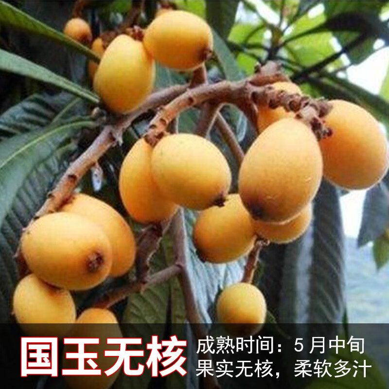 南北方种植当年结果白玉琵琶果苗树 国玉无核 八年大苗果实多多爆满