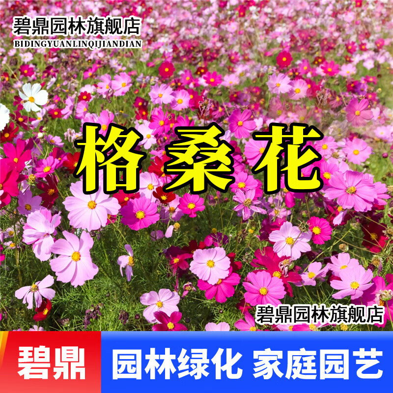 种易活野花组合花种子开花百日草格桑花庭院室外阳台花籽种子 格桑花