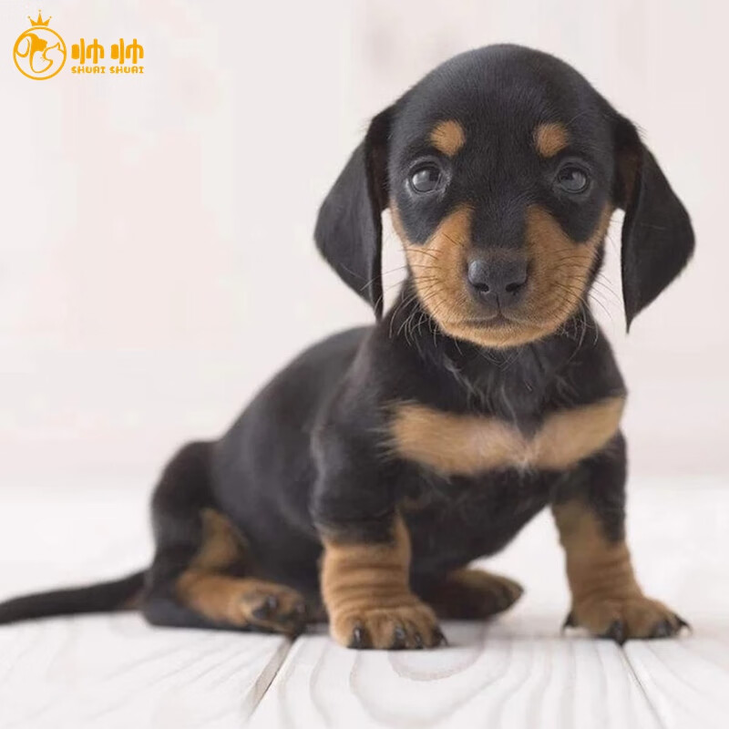 帅帅名宠北京犬舍 纯种腊肠犬专业繁育宠物狗活体小狗幼崽幼犬 铁包金