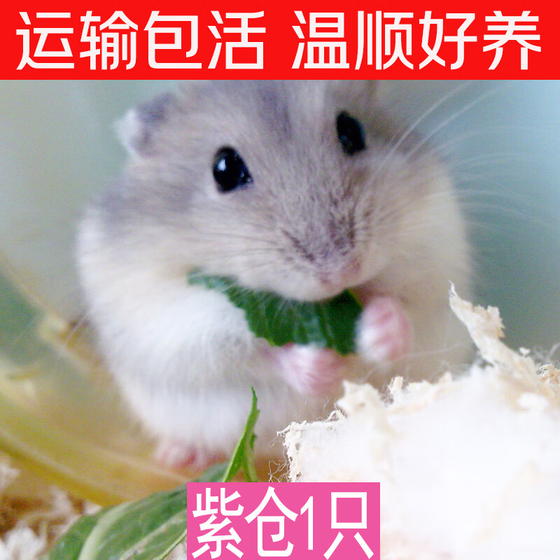 活体仓鼠幼崽活的的小仓鼠仓鼠宝宝活物小仓鼠宠物用品仓鼠 紫仓1只