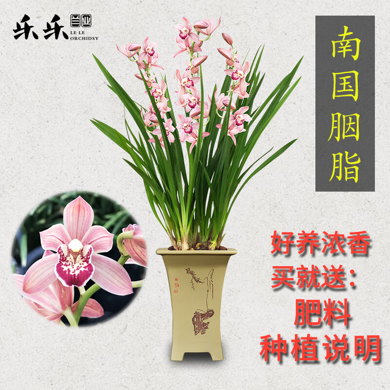 乐乐兰业旗舰店