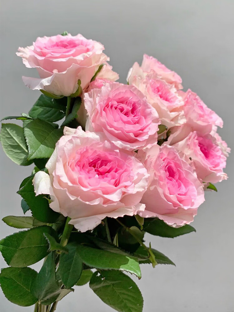 四季开花 肯尼亚切花月季浓香花苗阳台庭院盆栽绿植 洛神/中苗/30厘米