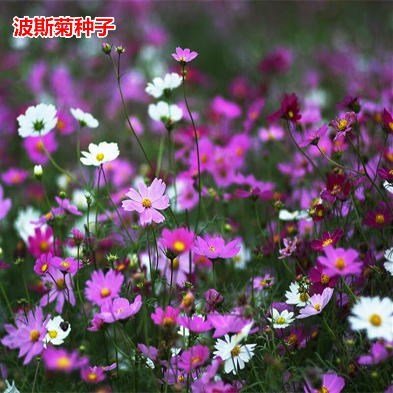 种籽波斯菊种子花海混色高杆矮杆花籽易种草花种子 格桑花种子1000粒