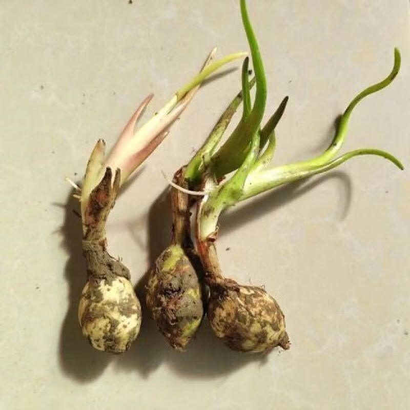 影清水生植物茨菇种球慈姑草水培花卉净化水面慈姑燕尾草种子幼苗慈菇