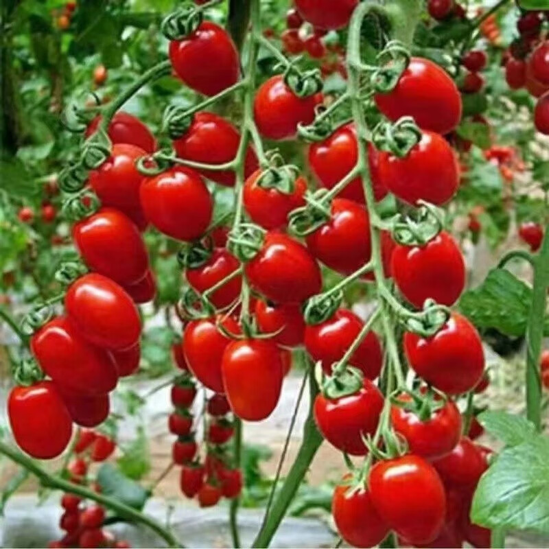 美外蔬菜苗盆栽圣女果矮生小番茄苗西红柿苗 红圣女果番茄苗10棵