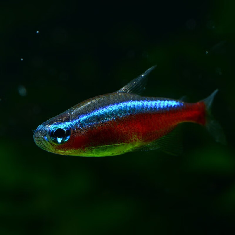 淡水观赏鱼草缸群游 鱼缸造景热带鱼观赏鱼活体宝莲灯鱼 红绿灯鱼20条