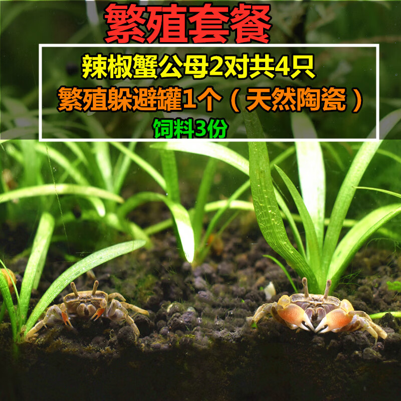 蟹相手蟹观赏迷你蟹螃蟹观赏蟹吃虫除藻 辣椒蟹2对 繁殖罐 蟹粮3份