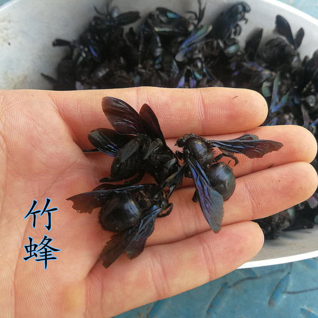 中药材竹蜂 乌蜂 熊蜂 象蜂 竹蜜蜂 竹筒蜂散装10克也可按只销售 大竹
