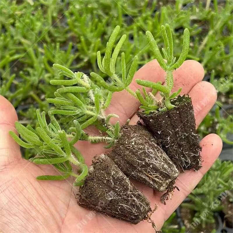 冰山美人菜苗冰菜水晶可食用四季多年生阳台户外种多肉植枝干番杏