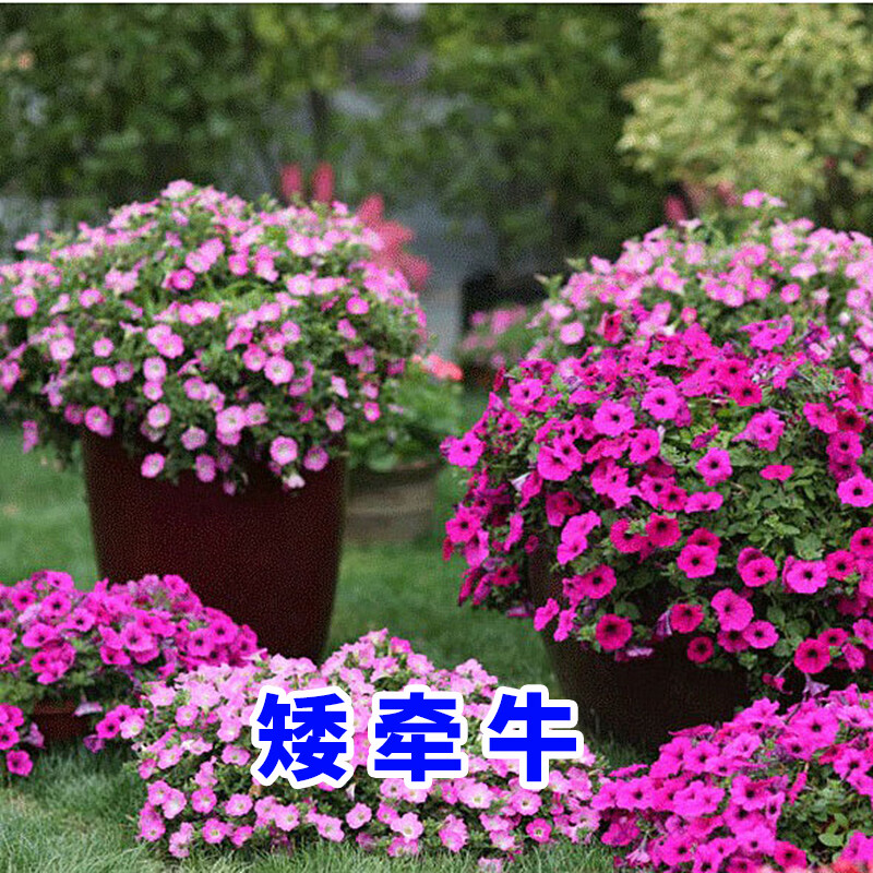 碧鼎花種子四季易種開(kāi)花矮牽牛庭院室外花籽陽(yáng)臺盆栽花卉植物花草種子 矮牽牛種子混色 1千粒