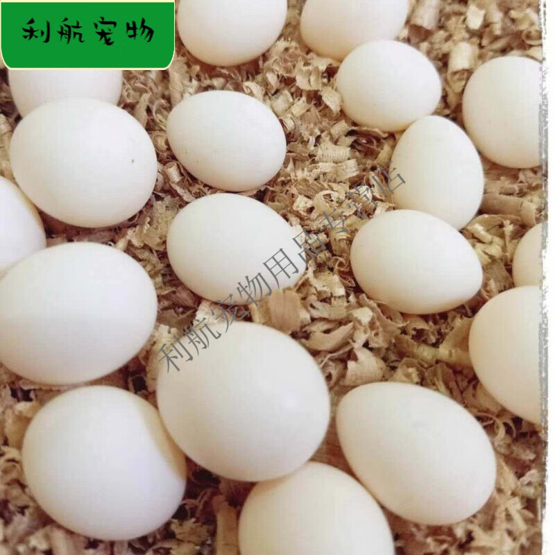 玄凤鹦鹉受精蛋种蛋鹦鹉鸟蛋种蛋可人工孵化种蛋黄化玄凤受精蛋 玄凤