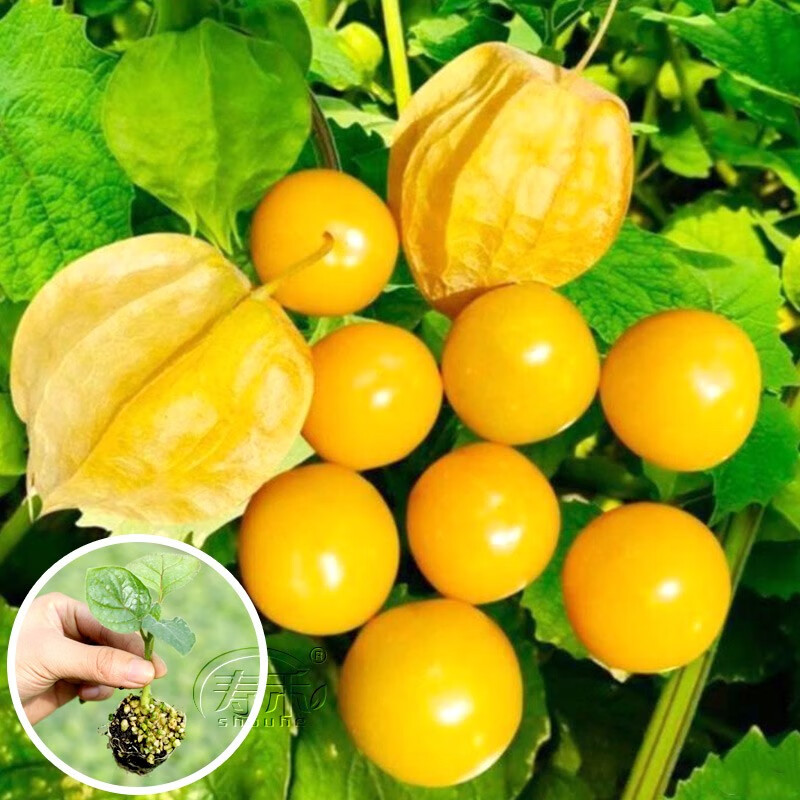 寿禾姑娘果种子红灯笼果苗春季播种家庭种植阳台盆栽水果秧苗树苗