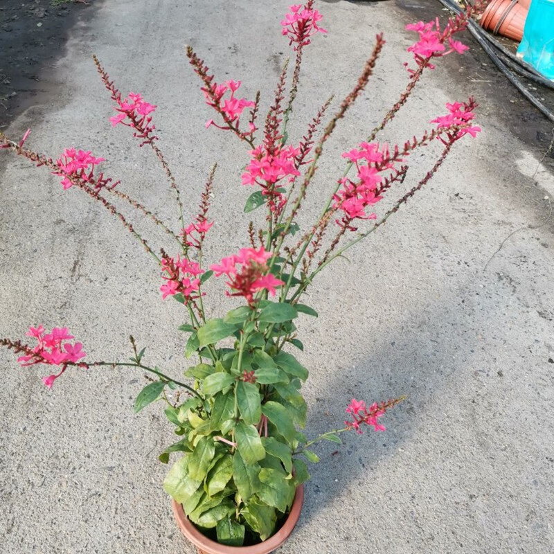 红雪花苗 红雪花花卉 植物盆栽阳台庭院攀爬花期长 红雪花盆栽中苗