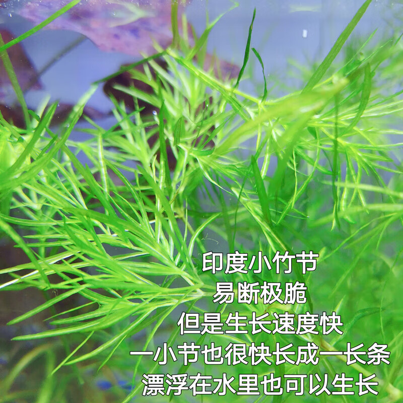 余三哥(yusange)印度竹节草水草真水草水族箱鱼缸造景观赏新手懒人