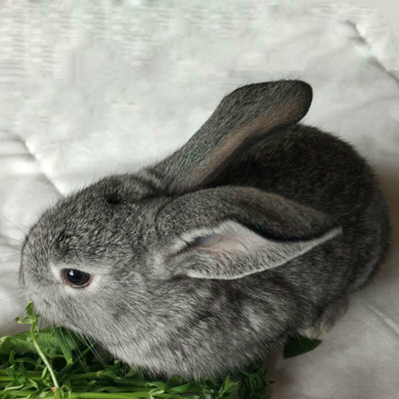 yellow兔子活物 肉兔活体幼崽家兔纯种大型农家宠物兔兔苗 小灰兔1只