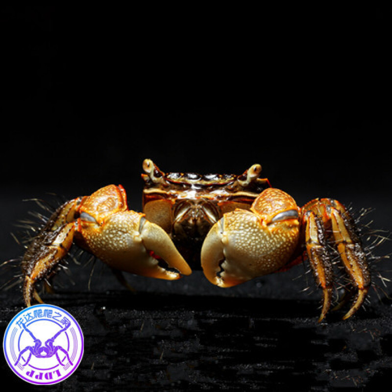 宠以沫(chong yimo)观赏蟹活体宠物螃蟹相手蟹迷你蟹水族宠物 将军蟹