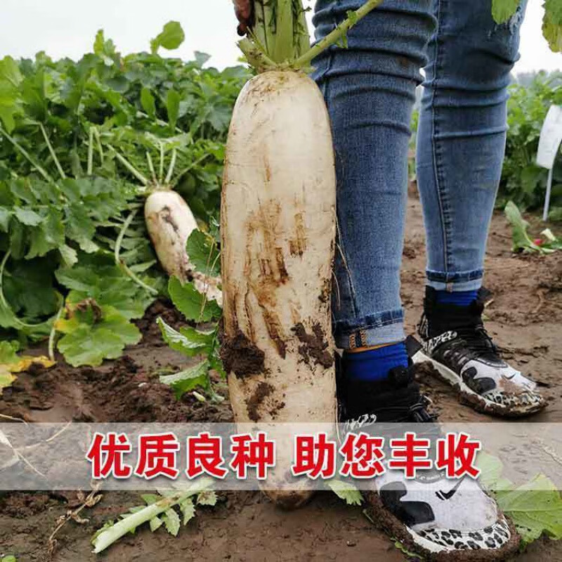 皮肉 相关京东优惠商品 价格图片品牌优惠券 虎窝购