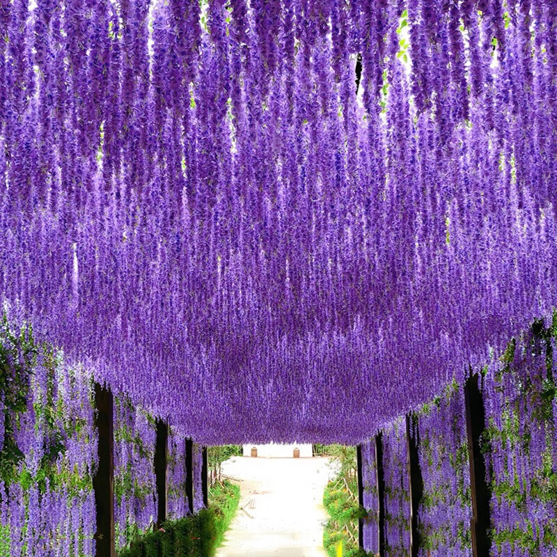 映容 仿真花藤 紫藤花瀑布墙面装饰假花紫罗兰绢花吊顶绿植藤条客厅室内壁挂绢布豆花塑料花串婚庆造景用品 加密深紫色（6支装） 如图