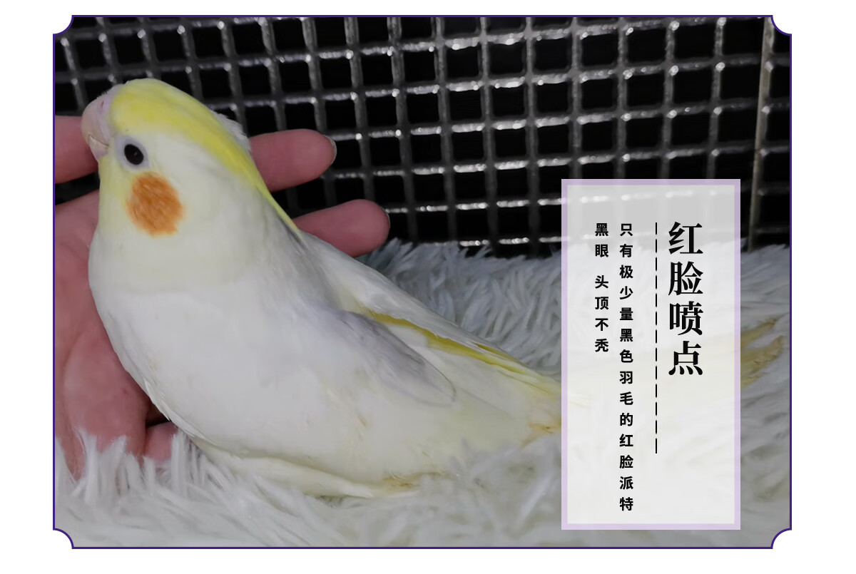 莱羡朵手养玄凤鹦鹉红脸派特百趴喷点 鹦鹉玄凤 红脸派特 手养吃奶