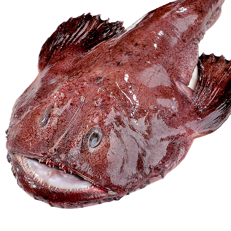 十里馋安康鱼新鲜蛤蟆鱼魔鬼鱼深海鱼大嘴鱼无小刺带鱼肝和鱼肚海鲜