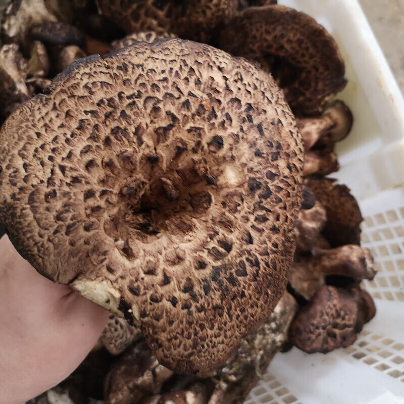 禾澹新鲜黑虎掌菌克云南特产楚雄野生菌菇煲汤鲜虎掌菌干货老虎菇 速