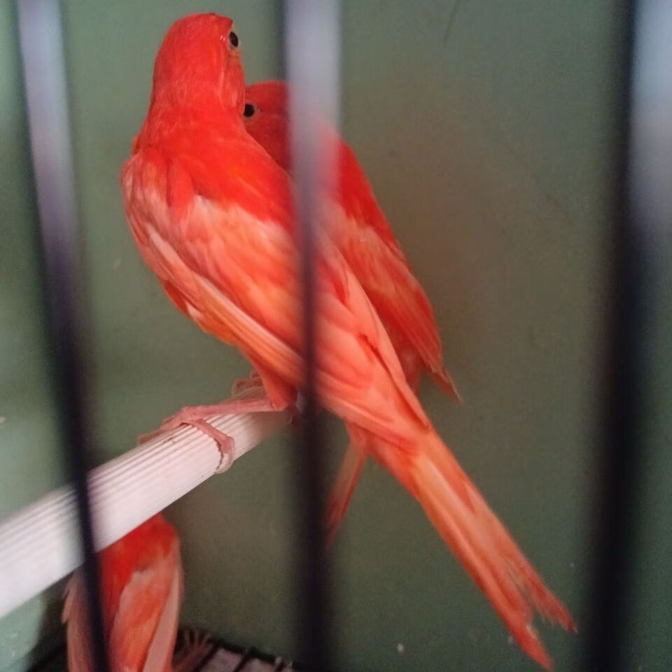 玉扬州黄宠物鸟活物鹦鹉鸟黄玉鸟活体牡丹鹦鹉活体 上海辣椒红小鸟公