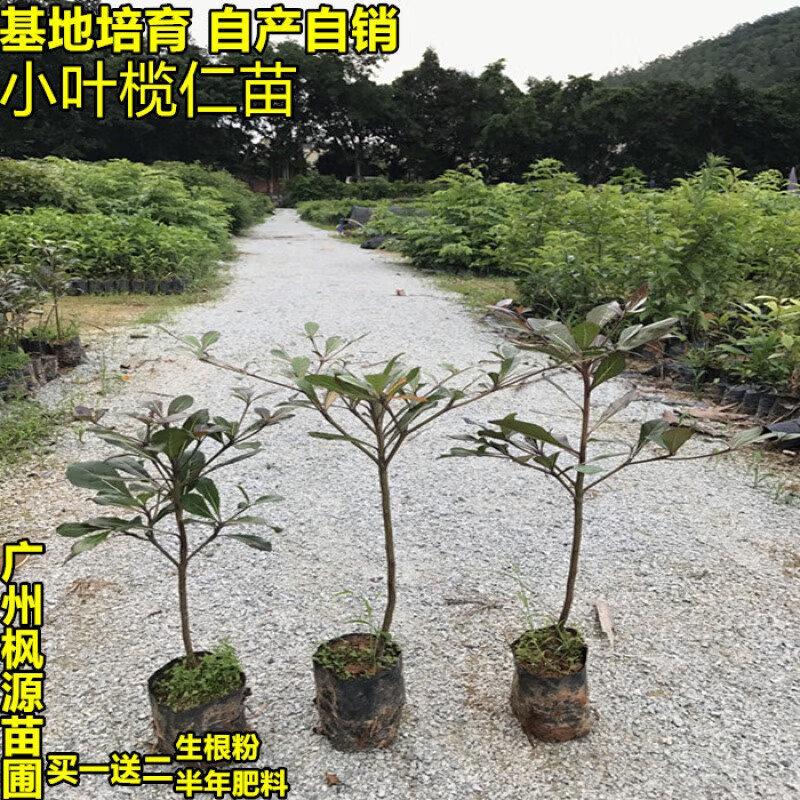 花姬 细叶榄仁 小叶榄仁苗树苗景观绿化 公园别墅庭院风景树苗 20