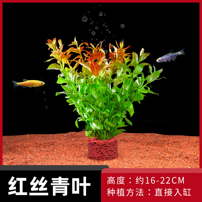 水草植物真草水培蜈蚣装饰阴性火山石小生态造景 红丝青叶(培菌石)
