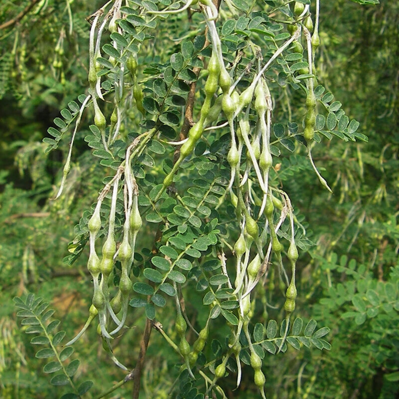 恩之达  苦刺花种子狼牙刺种子铁马胡烧种子白刺花种子护坡灌木种籽耐