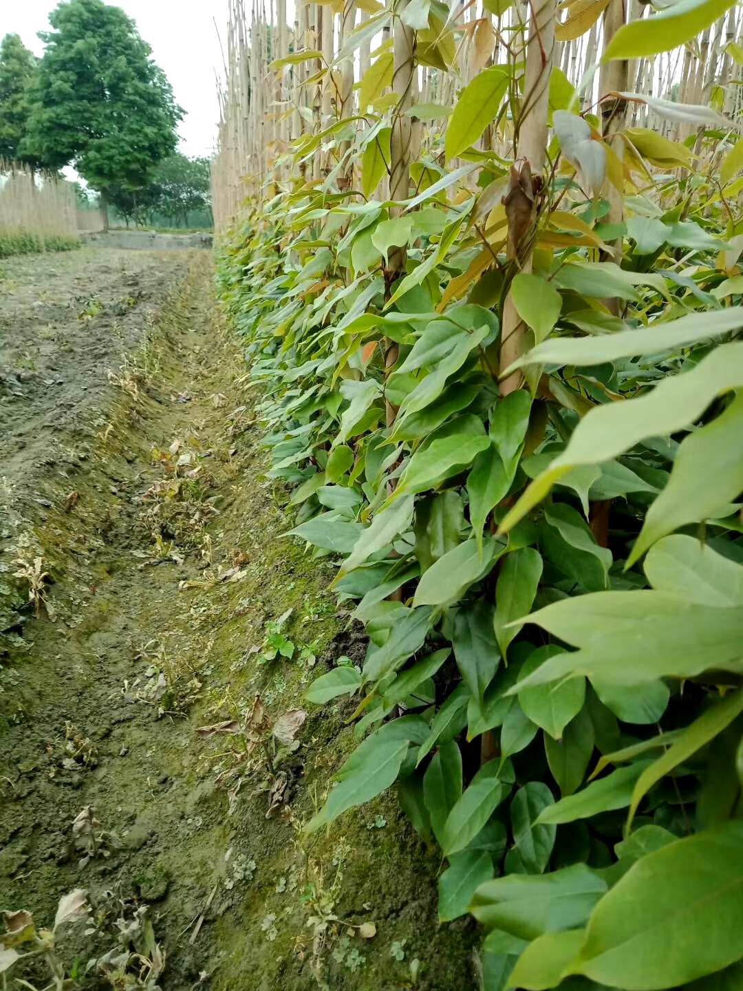 姒桀精选成都鸡血藤树苗保证鲜活油麻藤苗庭院绿化爬藤种植常青植物