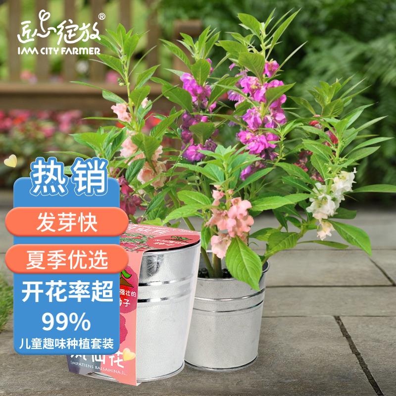 farmer凤仙花diy儿童种植小盆栽 教师礼物中秋礼物 桌面种植指甲花