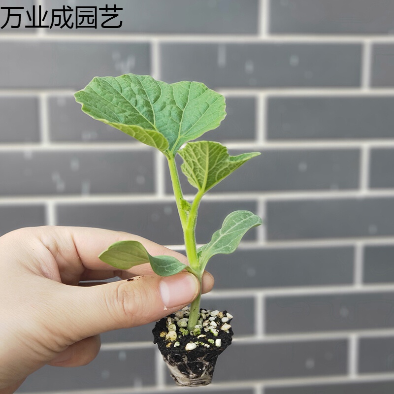 葫芦种籽手捻八宝葫芦种子苗观赏阳台盆栽爬藤植物种子 菜葫芦40粒