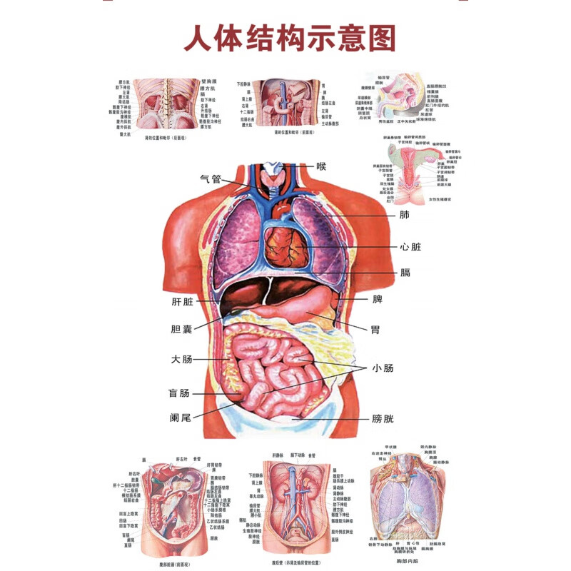 人体内脏解剖示意图医学骨骼肌肉器官血管血液结构图医院海报 人体