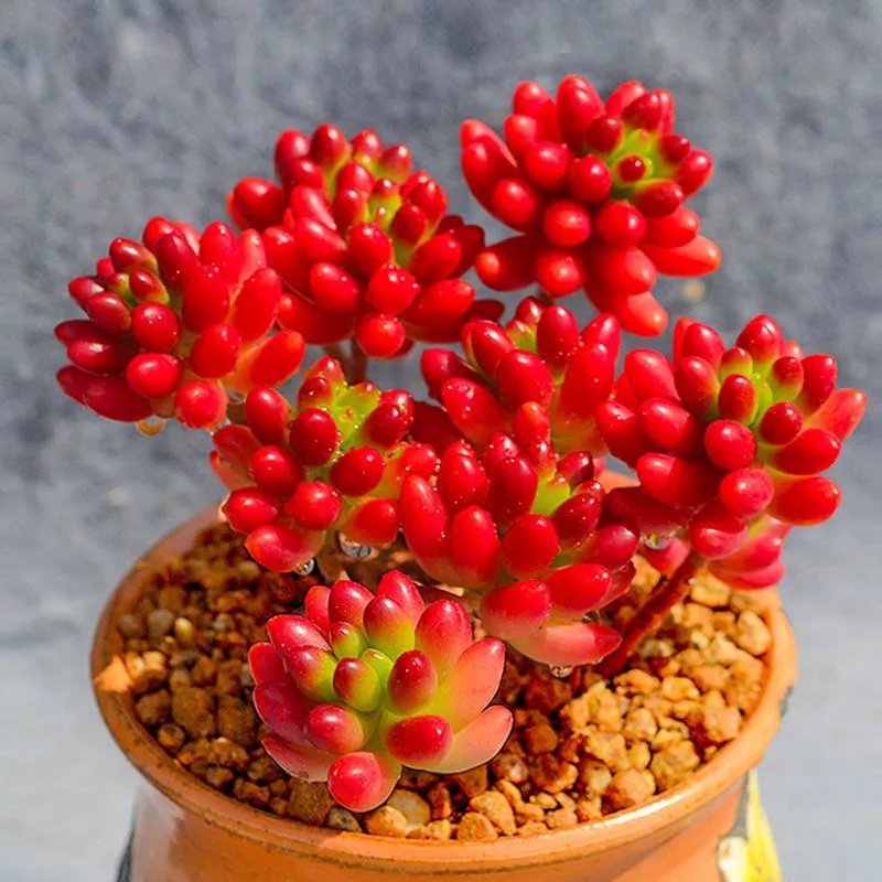 查花盆花器京东历史价格|花盆花器价格比较
