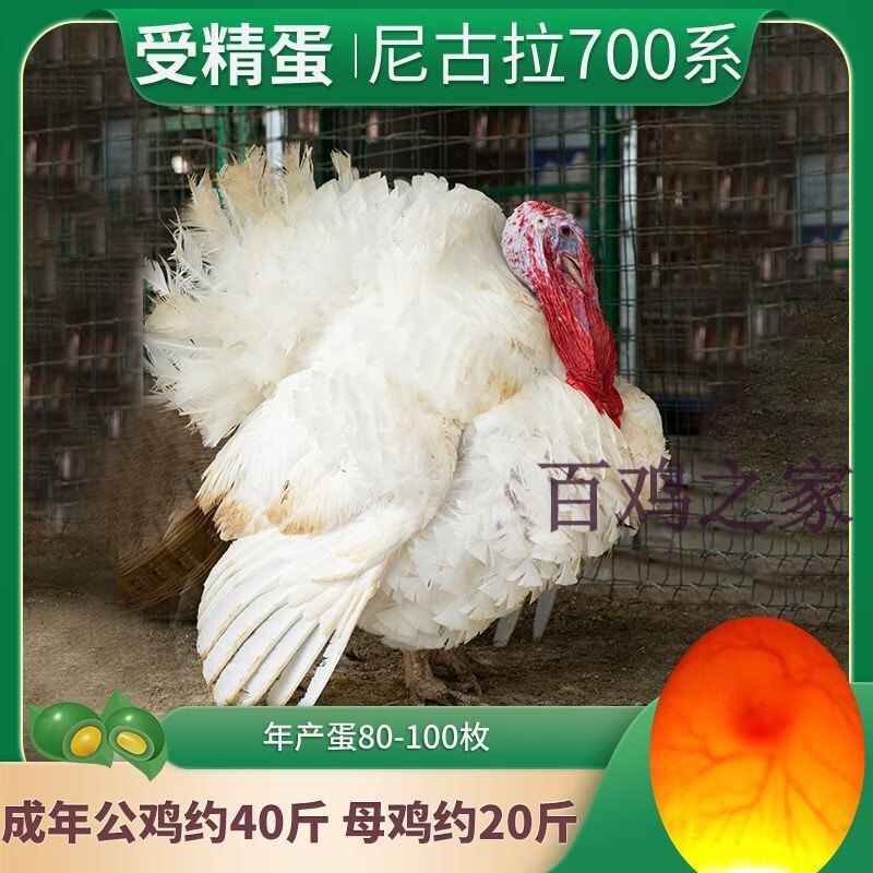 火鸡种蛋受精蛋可以孵化的尼古拉700系各种特大型珍禽鸡10枚 10枚