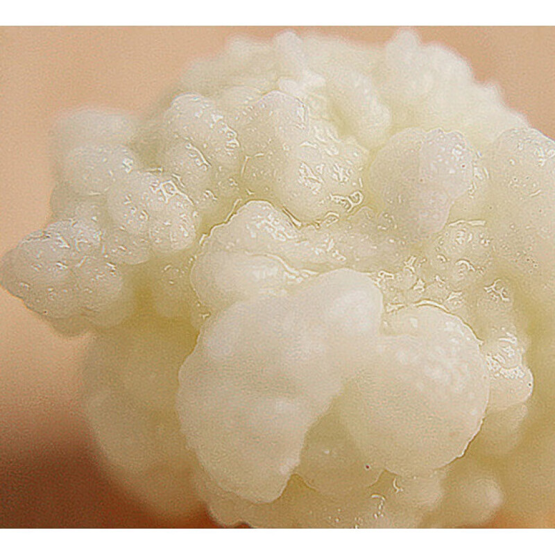 俏滋郎西藏 雪莲菌种 藏灵菇菌 天山雪莲菌 自制酸奶 菌种 开菲尔菌