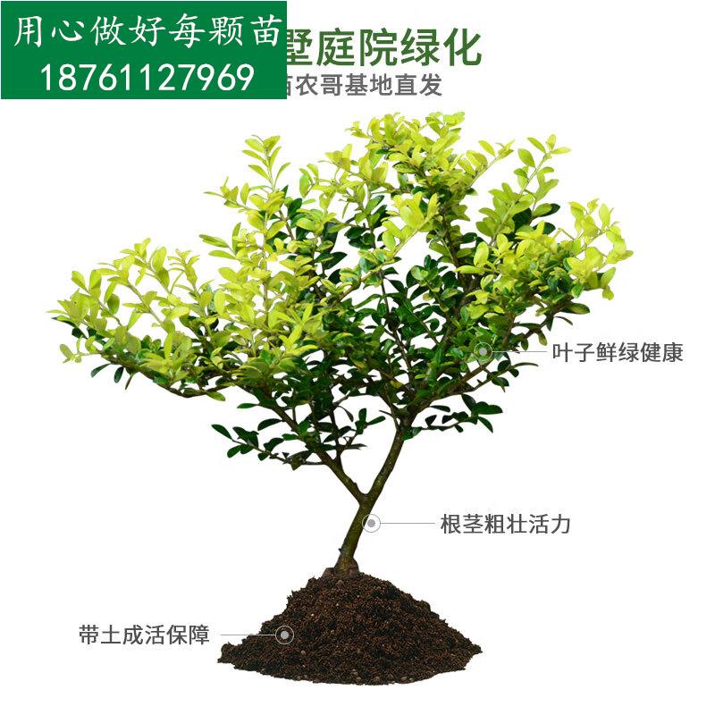 千颂园金叶冬青树苗四季常青 庭院绿化苗木 金宝石观叶灌木花园绿化