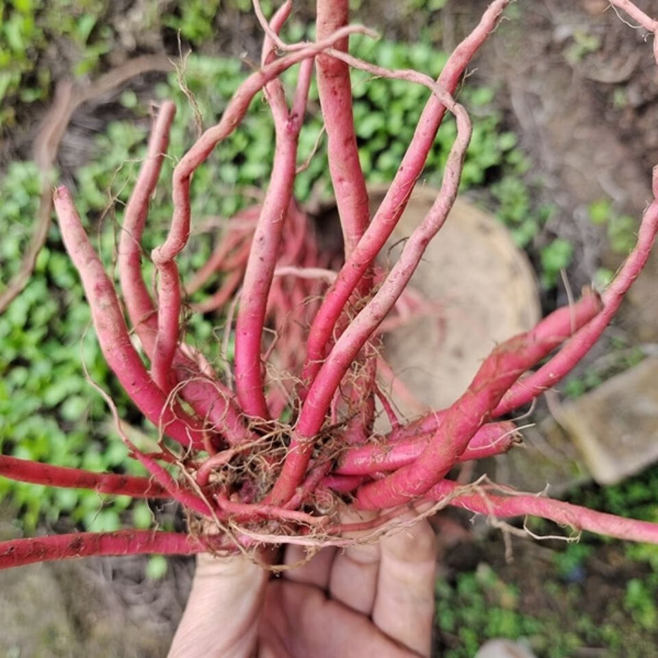 贵州新鲜野生红牛膝根 中药材红土牛膝草药红牛克膝怀牛膝根500克