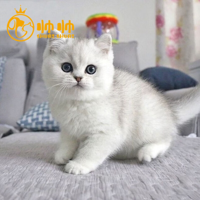 帅帅名宠北京猫舍  英短银渐层宠物活体 幼崽 疫苗已打   英国短毛猫