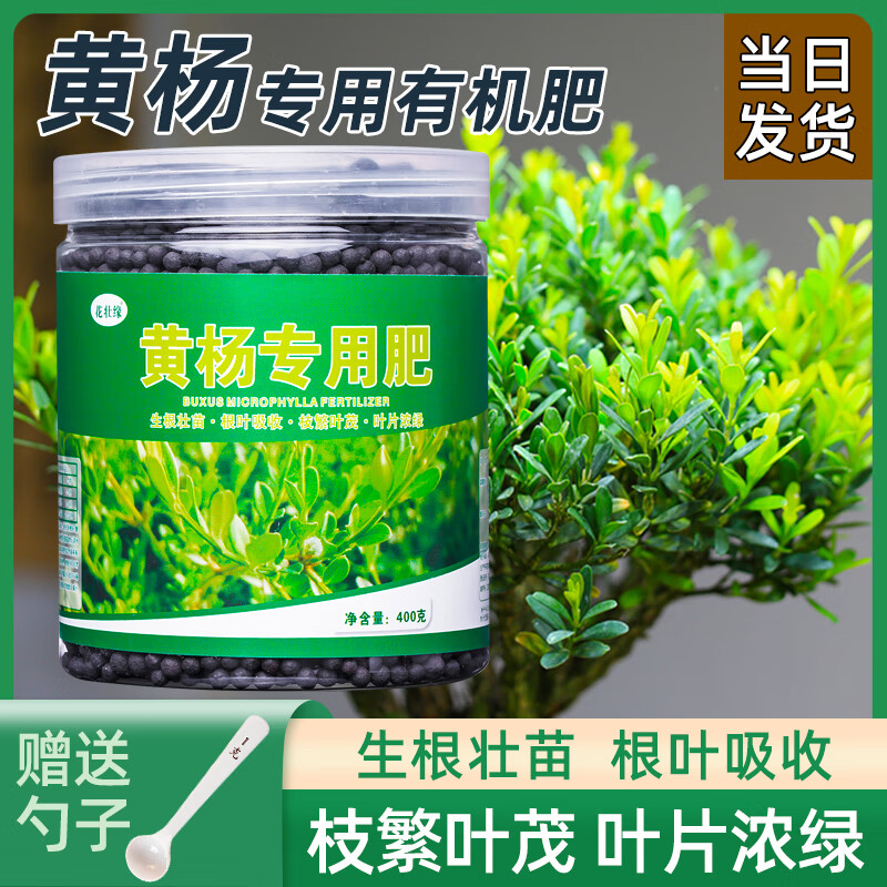 齐翼航黄杨肥料黄杨树专用肥营养液小叶黄杨盆景雀舌黄杨叶子 黄杨
